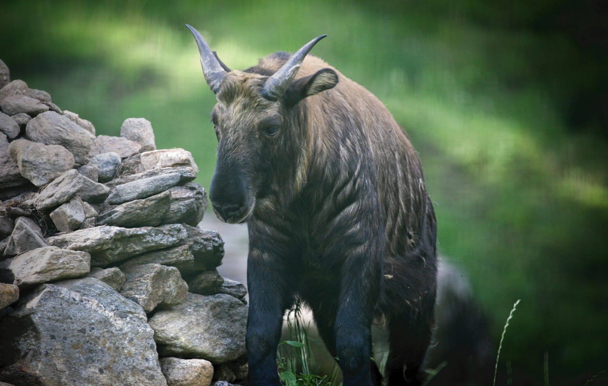 The Legend of Takin - National Animal of Bhutan | Go Bhutan Tours