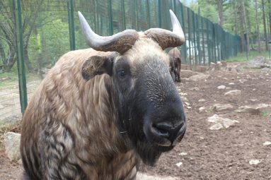 The Legend Of Takin - National Animal Of Bhutan | Go Bhutan Tours