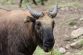 The Legend Of Takin - National Animal Of Bhutan | Go Bhutan Tours