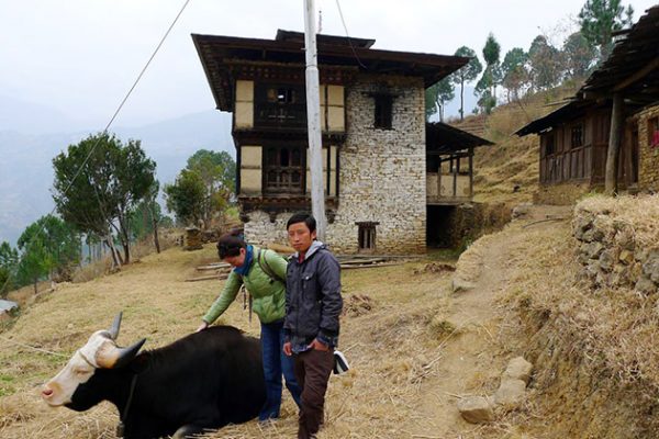 Mithun breeding farm